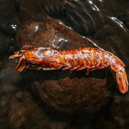 【預購團】美國Wild n Fresh 脫水阿根廷紅蝦 3oz （貓狗可食）