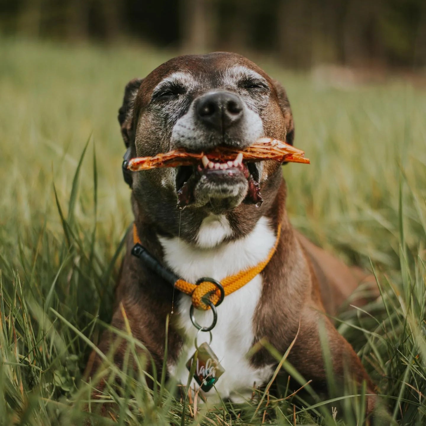 【預購團】美國Wild n Fresh 脫水阿根廷紅蝦 3oz （貓狗可食）