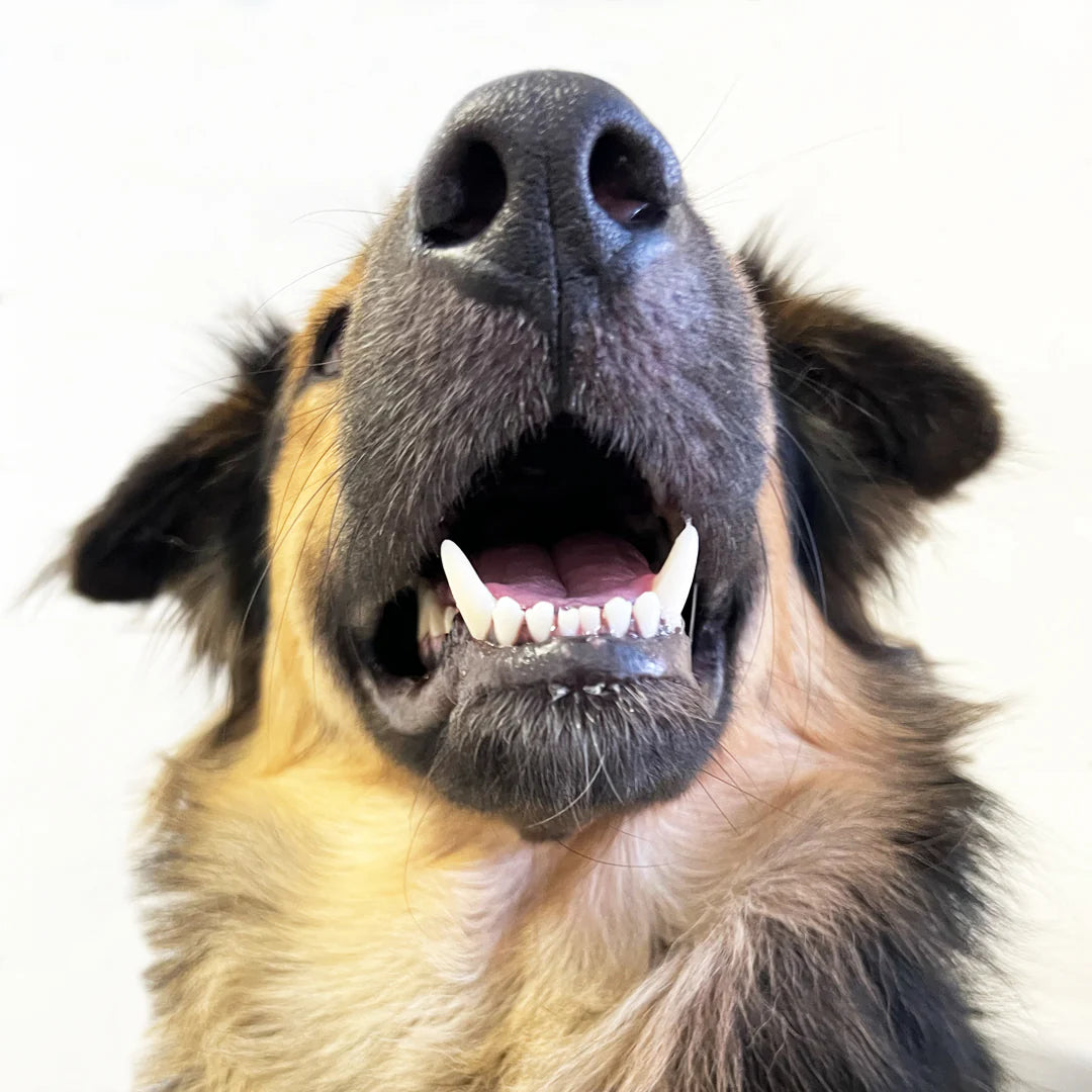 英國GIZZLS 100%天然 DENTAL DAZZLE潔齒保健餅乾
